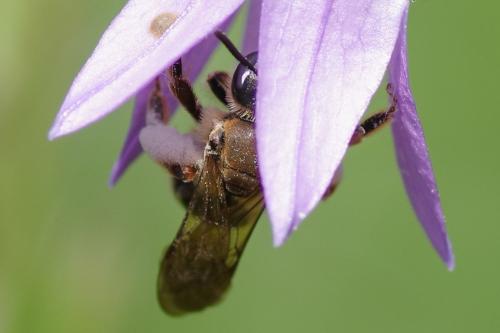 Andrena sp.